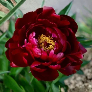 Peony Seeds - Heirloom, Open-Pollinated Paeonia - Perennial Flower Seeds - 10 Seeds - Image 10
