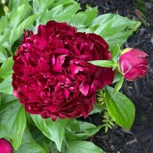 Peony Seeds - Heirloom, Open-Pollinated Paeonia - Perennial Flower Seeds - 10 Seeds - Image 11