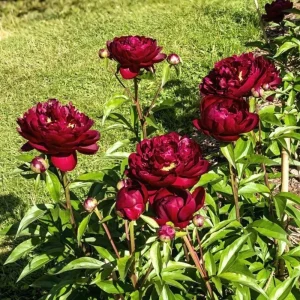 Peony Seeds - Heirloom, Open-Pollinated Paeonia - Perennial Flower Seeds - 10 Seeds - Image 12