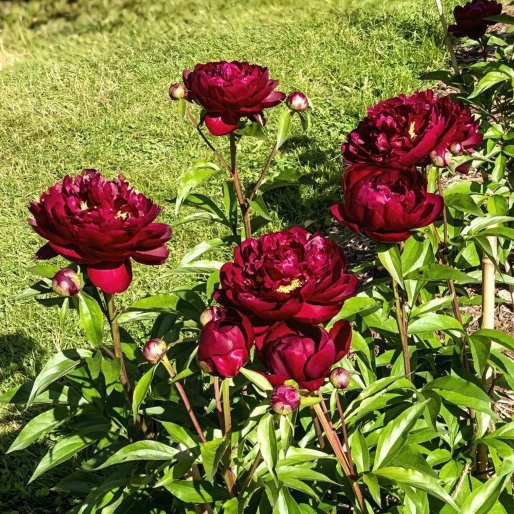 Peony Seeds - Heirloom, Open-Pollinated Paeonia - Perennial Flower Seeds - 10 Seeds - Image 12