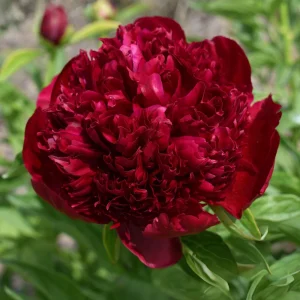 Peony Seeds - Heirloom, Open-Pollinated Paeonia - Perennial Flower Seeds - 10 Seeds - Image 13