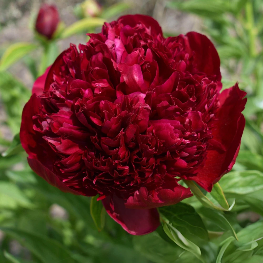 Peony Seeds - Heirloom, Open-Pollinated Paeonia - Perennial Flower Seeds - 10 Seeds - Image 13