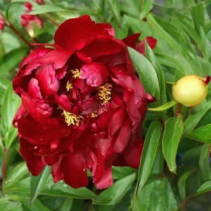 Peony Seeds - Heirloom, Open-Pollinated Paeonia - Perennial Flower Seeds - 10 Seeds - Image 14