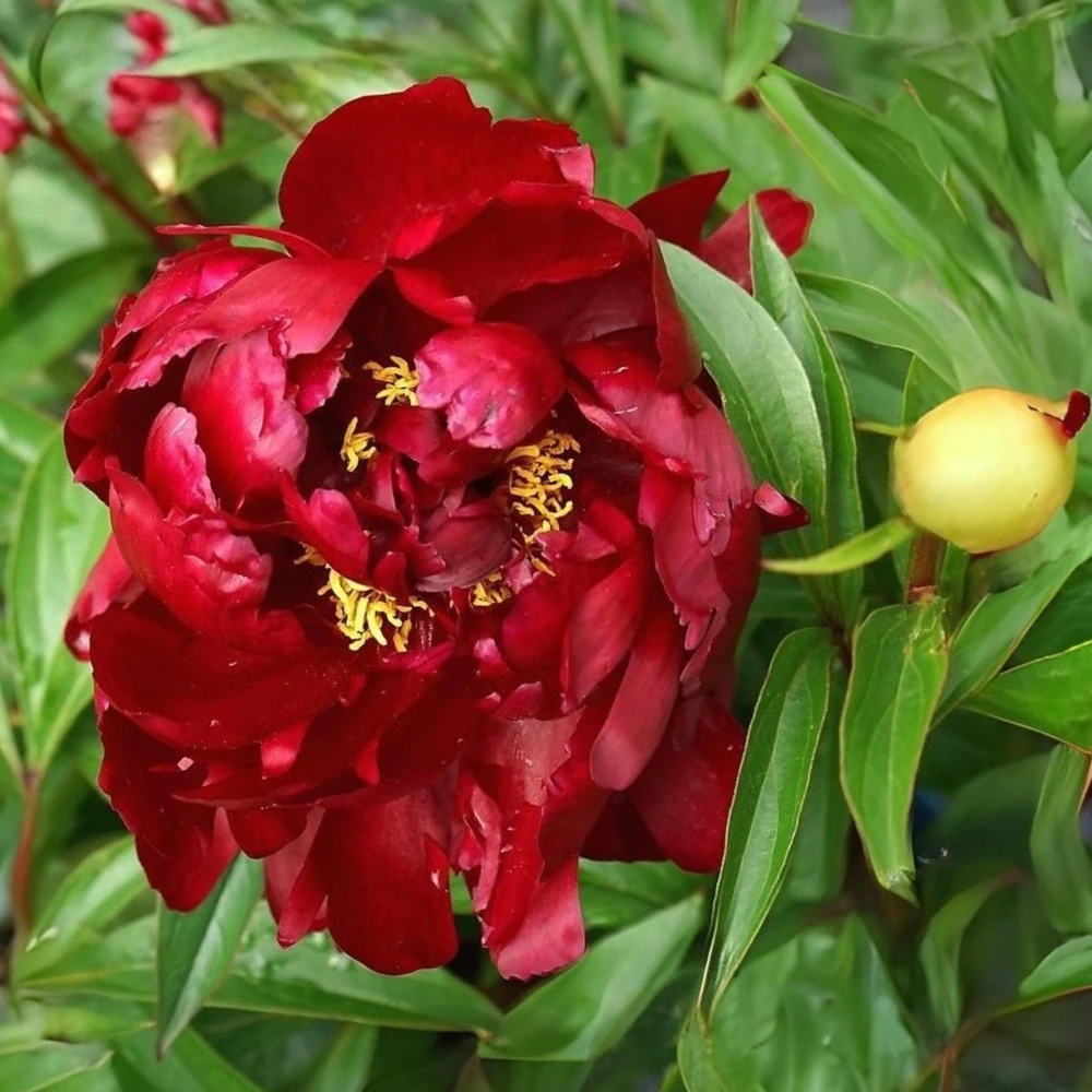 Peony Seeds - Heirloom, Open-Pollinated Paeonia - Perennial Flower Seeds - 10 Seeds - Image 14