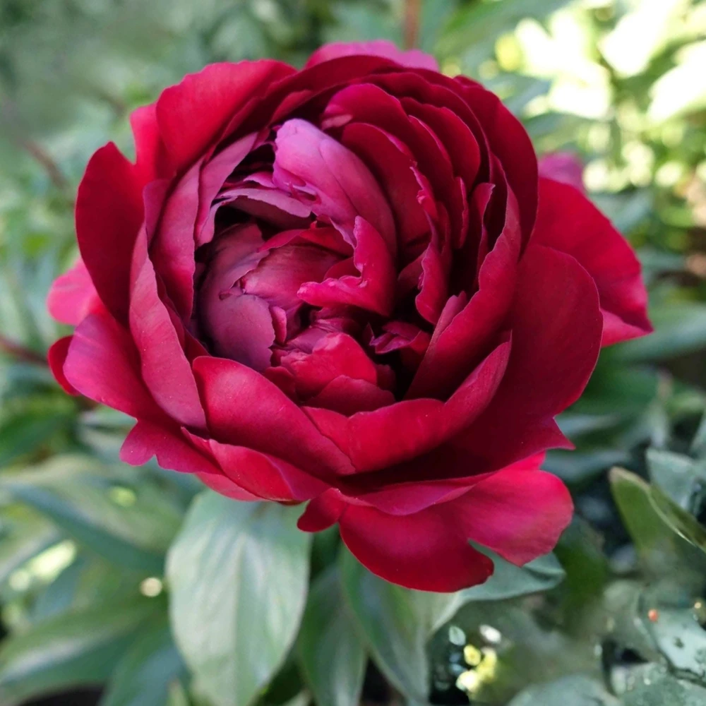 Peony Seeds - Heirloom, Open-Pollinated Paeonia - Perennial Flower Seeds - 10 Seeds - Image 15