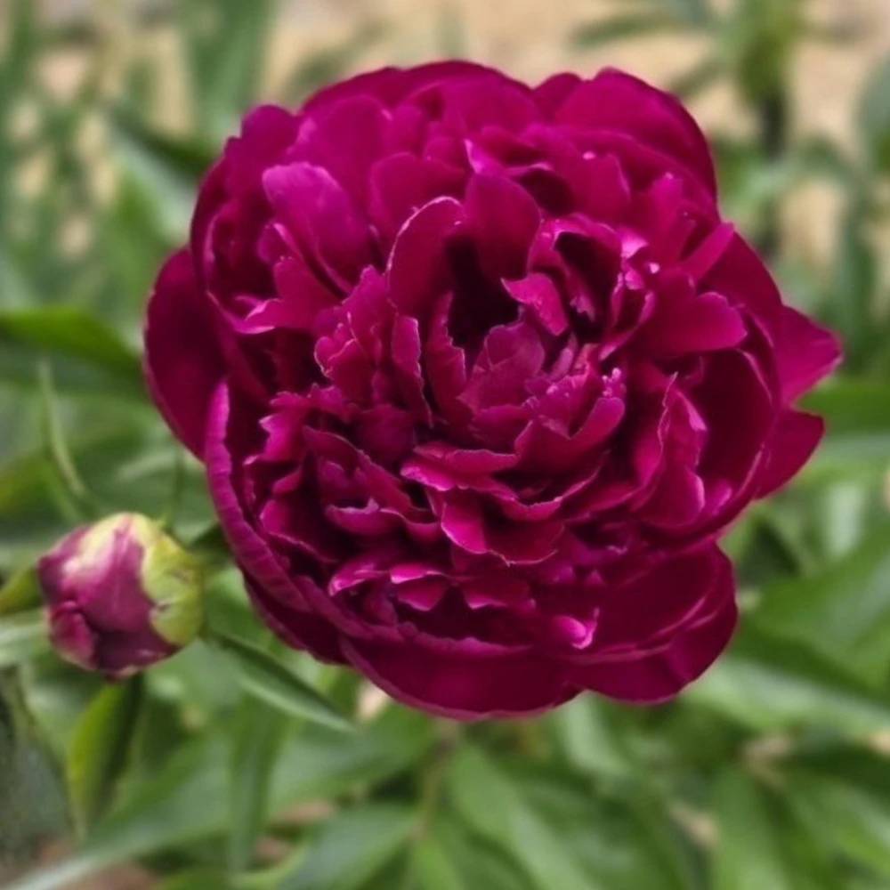 Peony Seeds - Heirloom, Open-Pollinated Paeonia - Perennial Flower Seeds - 10 Seeds - Image 16