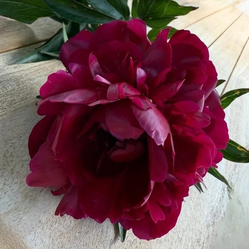 Peony Seeds - Heirloom, Open-Pollinated Paeonia - Perennial Flower Seeds - 10 Seeds - Image 17