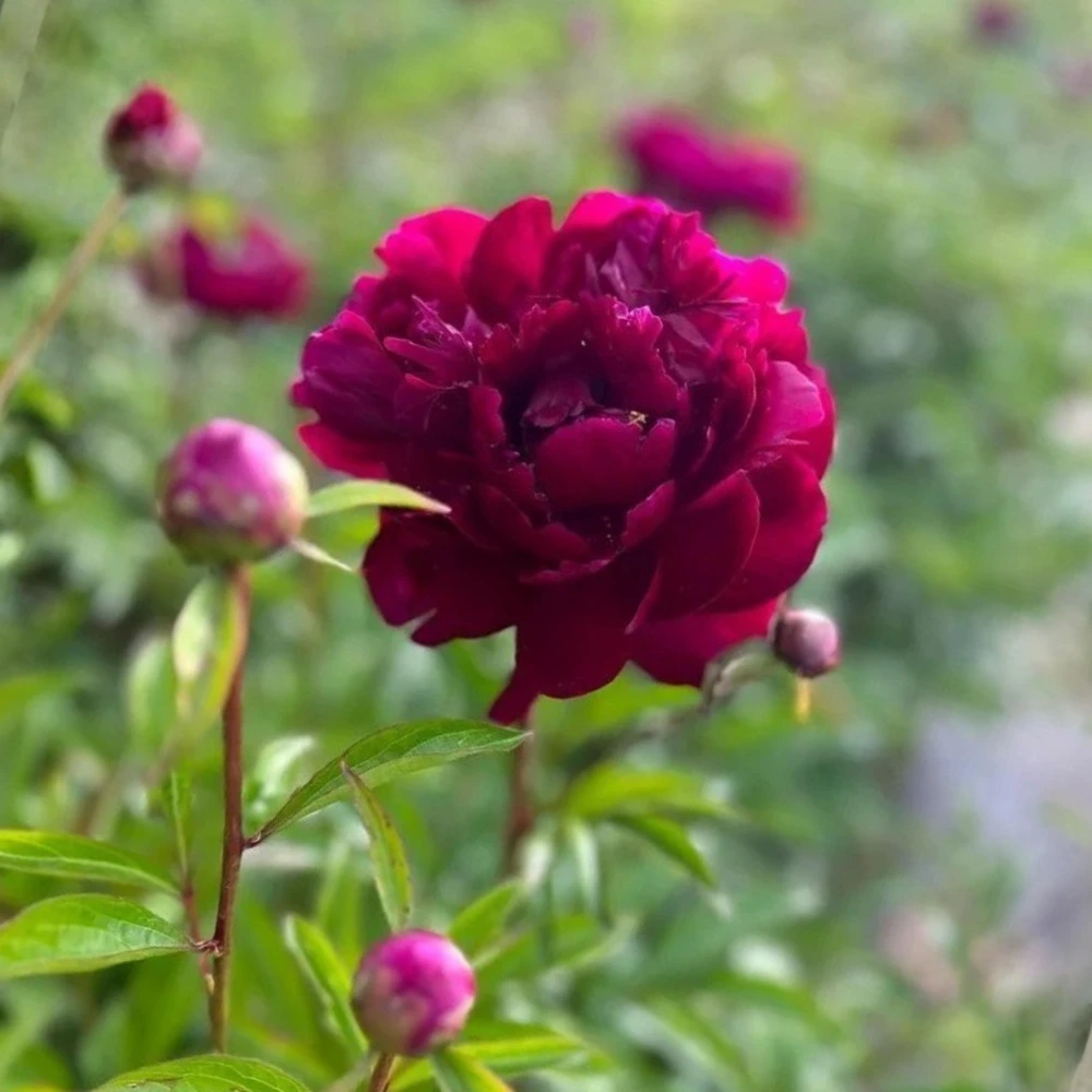 Peony Seeds - Heirloom, Open-Pollinated Paeonia - Perennial Flower Seeds - 10 Seeds - Image 18