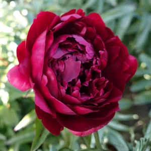 Peony Seeds - Heirloom, Open-Pollinated Paeonia - Perennial Flower Seeds - 10 Seeds - Image 2