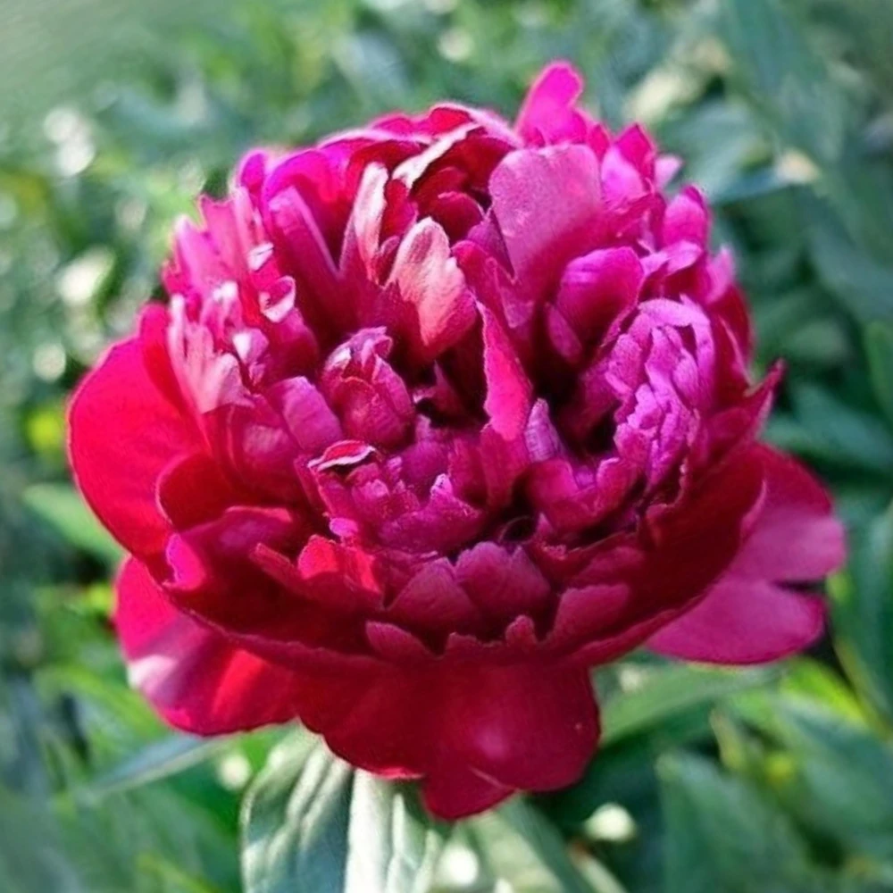 Peony Seeds - Heirloom, Open-Pollinated Paeonia - Perennial Flower Seeds - 10 Seeds - Image 3