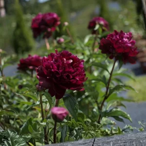 Peony Seeds - Heirloom, Open-Pollinated Paeonia - Perennial Flower Seeds - 10 Seeds - Image 4