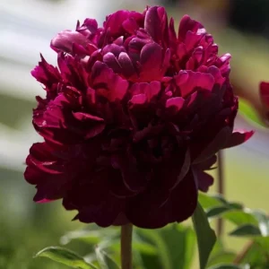 Peony Seeds - Heirloom, Open-Pollinated Paeonia - Perennial Flower Seeds - 10 Seeds - Image 5