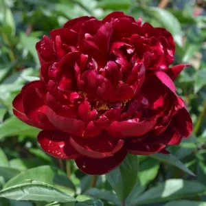 Peony Seeds - Heirloom, Open-Pollinated Paeonia - Perennial Flower Seeds - 10 Seeds - Image 6