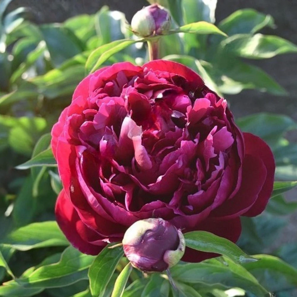 Peony Seeds - Heirloom, Open-Pollinated Paeonia - Perennial Flower Seeds - 10 Seeds - Image 7