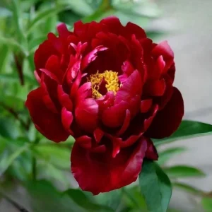 Peony Seeds - Heirloom, Open-Pollinated Paeonia - Perennial Flower Seeds - 10 Seeds - Image 8