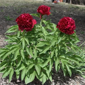 Peony Seeds - Heirloom, Open-Pollinated Paeonia - Perennial Flower Seeds - 10 Seeds - Image 9