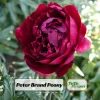 Peony Seeds - Heirloom, Open-Pollinated Paeonia - Perennial Flower Seeds - 10 Seeds - Image 1