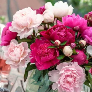 Peony Seeds - Paeonia Heirloom Open-Pollinated Flower Seeds - 10 Seeds - Image 10
