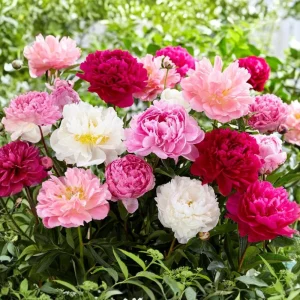Peony Seeds - Paeonia Heirloom Open-Pollinated Flower Seeds - 10 Seeds - Image 2