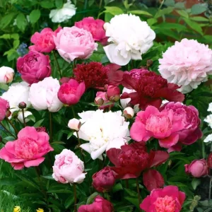 Peony Seeds - Paeonia Heirloom Open-Pollinated Flower Seeds - 10 Seeds - Image 7
