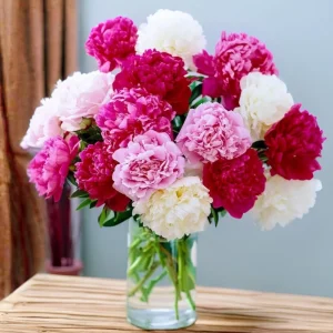 Peony Seeds - Paeonia Heirloom Open-Pollinated Flower Seeds - 10 Seeds - Image 8