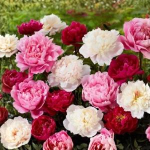 Peony Seeds - Paeonia Heirloom Open-Pollinated Flower Seeds - 10 Seeds - Image 9