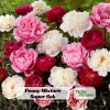 Peony Seeds - Paeonia Heirloom Open-Pollinated Flower Seeds - 10 Seeds - Image 1