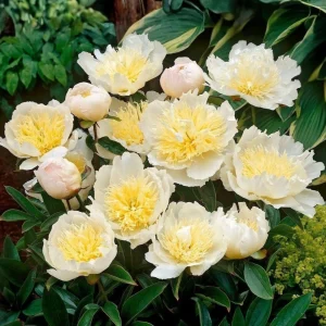 Peony Seeds - Perennial Paeonia Flower Seeds - 10 Count - Cold Resistant - Image 10