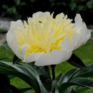 Peony Seeds - Perennial Paeonia Flower Seeds - 10 Count - Cold Resistant - Image 2