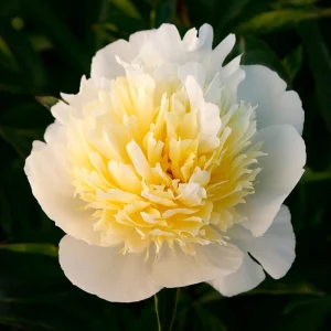 Peony Seeds - Perennial Paeonia Flower Seeds - 10 Count - Cold Resistant - Image 3
