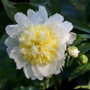 Peony Seeds - Perennial Paeonia Flower Seeds - 10 Count - Cold Resistant - Image 4