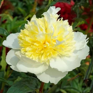 Peony Seeds - Perennial Paeonia Flower Seeds - 10 Count - Cold Resistant - Image 5