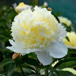 Peony Seeds - Perennial Paeonia Flower Seeds - 10 Count - Cold Resistant - Image 6