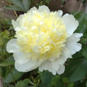 Peony Seeds - Perennial Paeonia Flower Seeds - 10 Count - Cold Resistant - Image 7