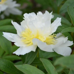 Peony Seeds - Perennial Paeonia Flower Seeds - 10 Count - Cold Resistant - Image 8