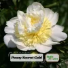 Peony Seeds - Perennial Paeonia Flower Seeds - 10 Count - Cold Resistant - Image 1