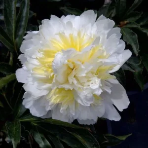 Peony Seeds - Perennial Paeonia Flower Seeds - 10 Count - Cold Resistant - Image 9