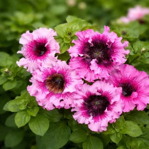 Petunia Seeds Mix - Large Ruffled Multicolor Flowers - 20 Seeds - Image 10