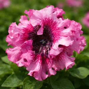 Petunia Seeds Mix - Large Ruffled Multicolor Flowers - 20 Seeds - Image 11