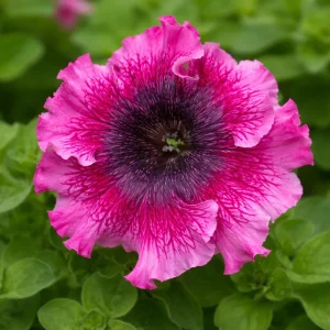 Petunia Seeds Mix - Large Ruffled Multicolor Flowers - 20 Seeds - Image 13