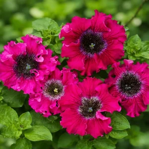Petunia Seeds Mix - Large Ruffled Multicolor Flowers - 20 Seeds - Image 14