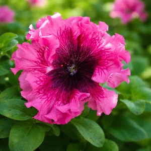 Petunia Seeds Mix - Large Ruffled Multicolor Flowers - 20 Seeds - Image 15