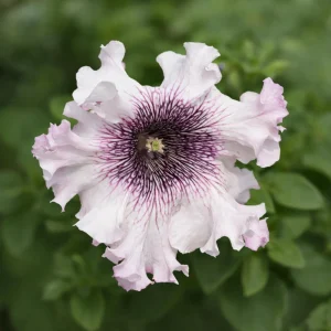 Petunia Seeds Mix - Large Ruffled Multicolor Flowers - 20 Seeds - Image 2