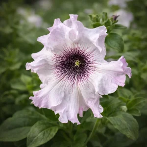 Petunia Seeds Mix - Large Ruffled Multicolor Flowers - 20 Seeds - Image 4