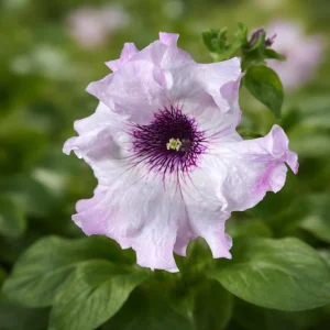 Petunia Seeds Mix - Large Ruffled Multicolor Flowers - 20 Seeds - Image 5