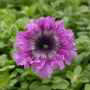 Petunia Seeds Mix - Large Ruffled Multicolor Flowers - 20 Seeds - Image 7