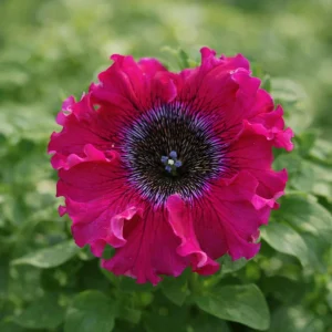 Petunia Seeds Mix - Large Ruffled Multicolor Flowers - 20 Seeds - Image 8