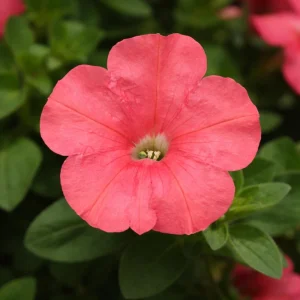 Petunia Seeds – Soft Coral Hanging Basket & Container Flowers – 20 Seeds - Image 11