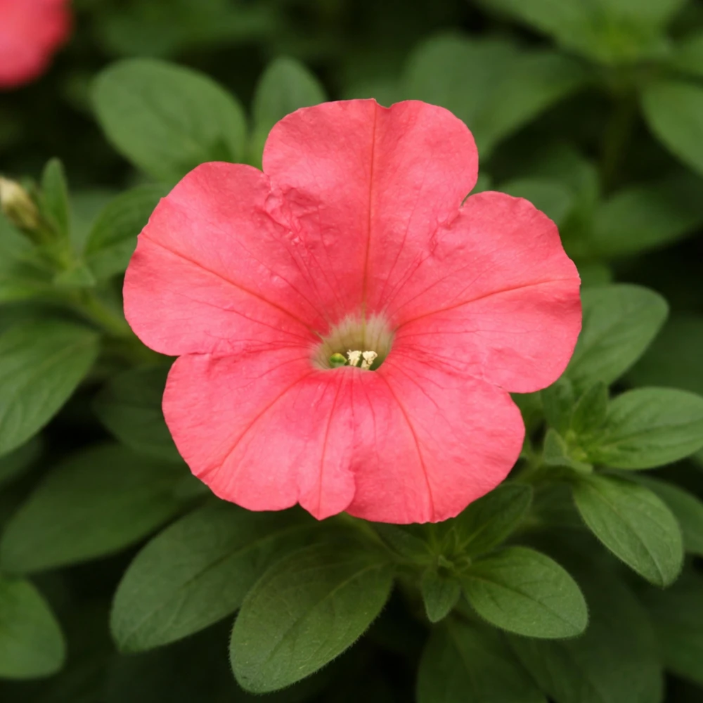 Petunia Seeds – Soft Coral Hanging Basket & Container Flowers – 20 Seeds - Image 12