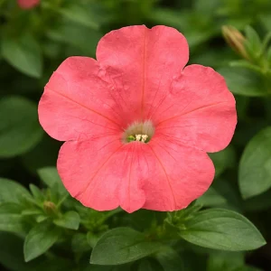 Petunia Seeds – Soft Coral Hanging Basket & Container Flowers – 20 Seeds - Image 13